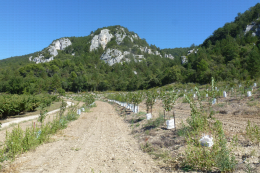 Jeunes cerisiers en Provence